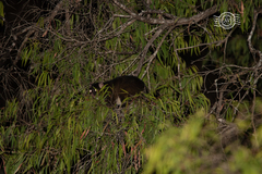 Pseudocheirus occidentalis