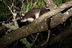 Pseudocheirus occidentalis