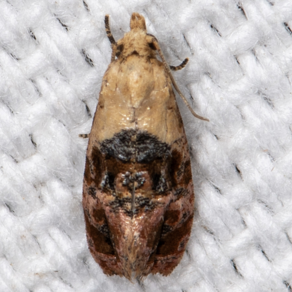 Holland's Cochylid Moth from Allen Acres, Vernon Parish, LA, USA on ...