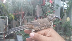 Toxostoma cinereum