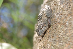 Scinax acuminatus