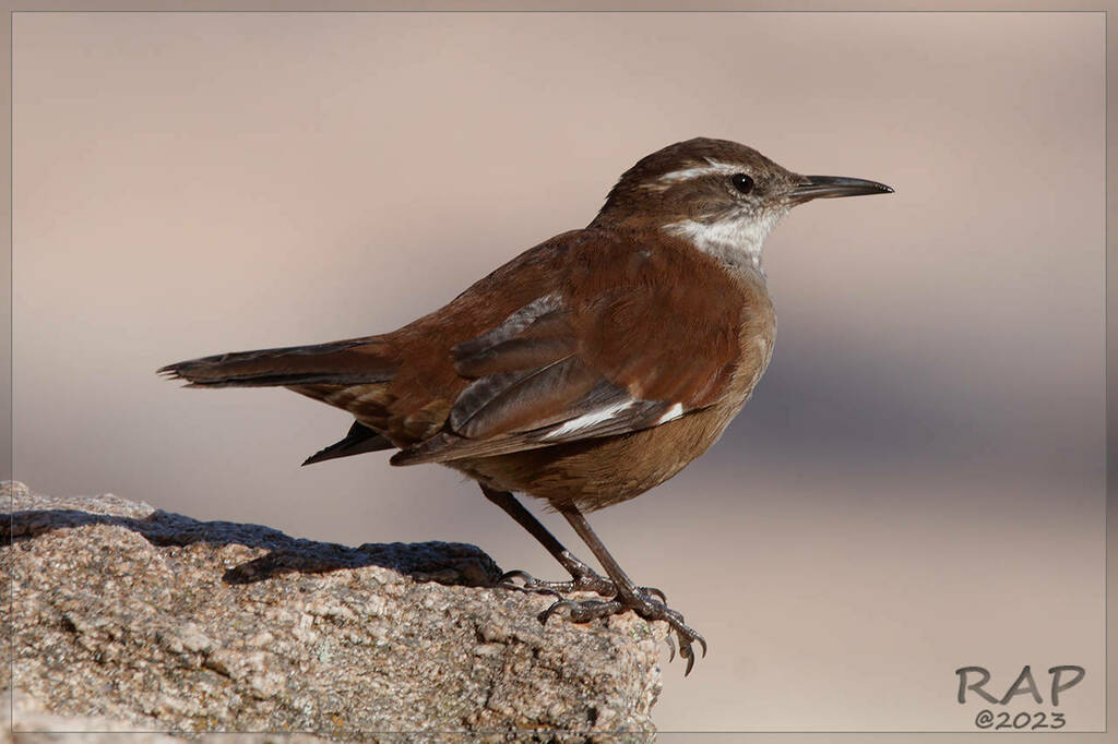 White-Winged Cinclodes