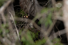 Pseudocheirus occidentalis