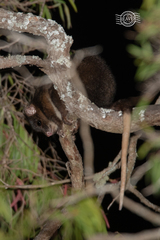 Pseudocheirus occidentalis