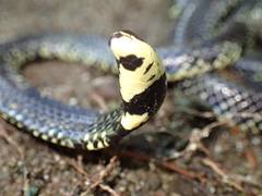 Cylindrophis melanotus