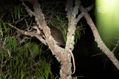 Pseudocheirus occidentalis