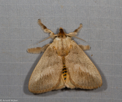 Scopelodes pallivittata
