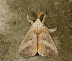 Scopelodes pallivittata
