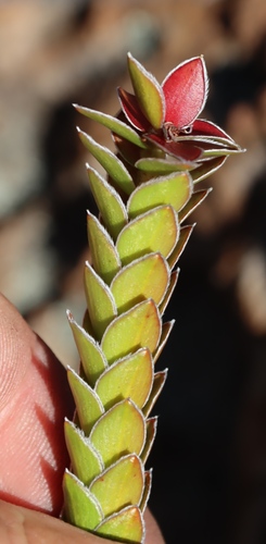 Image of Struthiola argentea by (c) Tony Rebelo, some rights reserved (CC BY-SA)