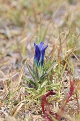 Gentianopsis barbellata