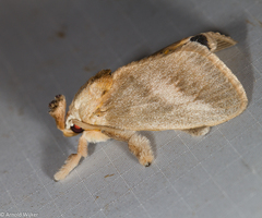 Scopelodes pallivittata