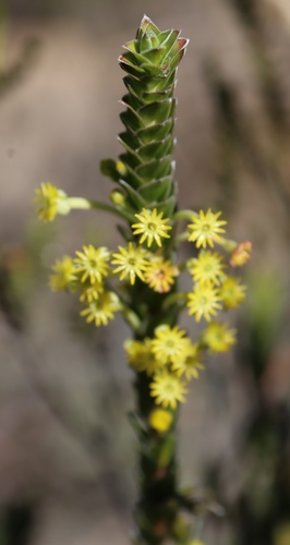 Image of Struthiola argentea by (c) Tony Rebelo, some rights reserved (CC BY-SA)