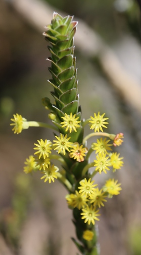 Image of Struthiola argentea by (c) Tony Rebelo, some rights reserved (CC BY-SA)