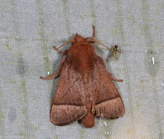 Praesetora albitermina