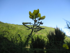 Adenocarpus foliolosus