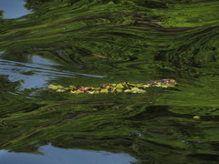 Salvinia