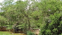 Ploceus cucullatus