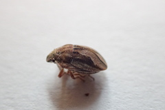 Homaemus