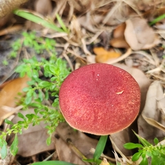 Hortiboletus rubellus image