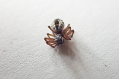 Dictyna coloradensis