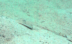 Platycephalidae