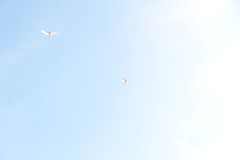 Egretta garzetta dimorpha