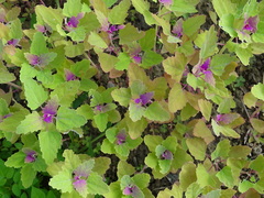 Chenopodium formosanum