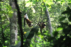 Varecia rubra