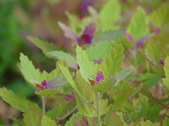 Chenopodium formosanum