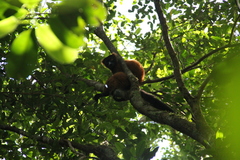 Varecia rubra