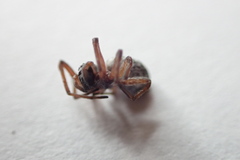 Dictyna coloradensis