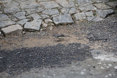 Motacilla flaviventris