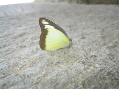 Appias lyncida eleonora