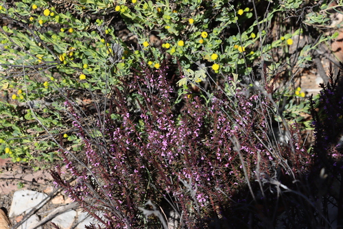 Image of Muraltia juniperifolia by (c) Tony Rebelo, some rights reserved (CC BY-SA)