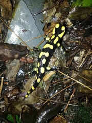 Salamandra salamandra
