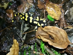Salamandra salamandra
