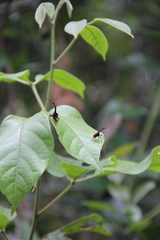 Trachelophorus giraffa