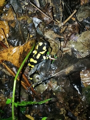 Salamandra salamandra