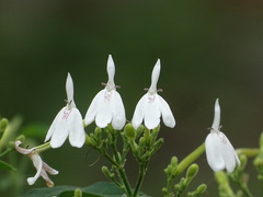 Rhinacanthus nasutus