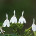 Rhinacanthus - Photo no rights reserved, uploaded by 葉子