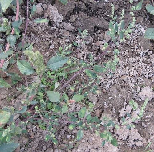 Chenopodium betaceum, photograph 6