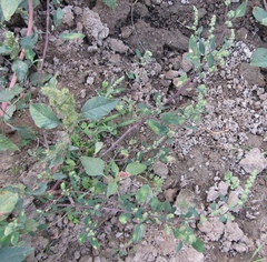 Chenopodium betaceum, photograph Oleksandr Shynder, CC BY, iNaturalist via GBIF