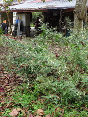 Rhinacanthus nasutus