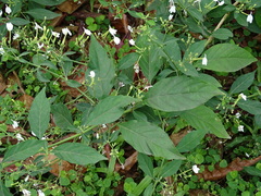 Rhinacanthus nasutus