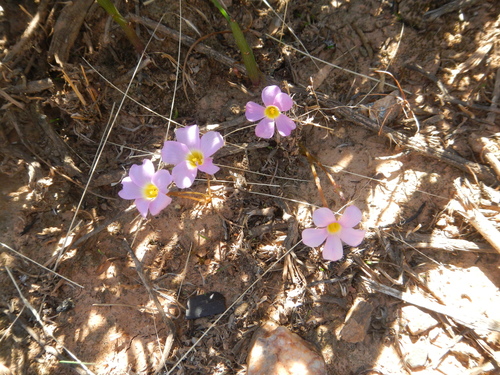 Spur Sorrel (Oxalis dilatata)