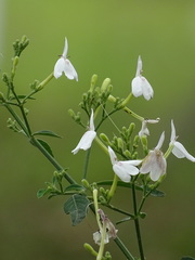 Rhinacanthus nasutus