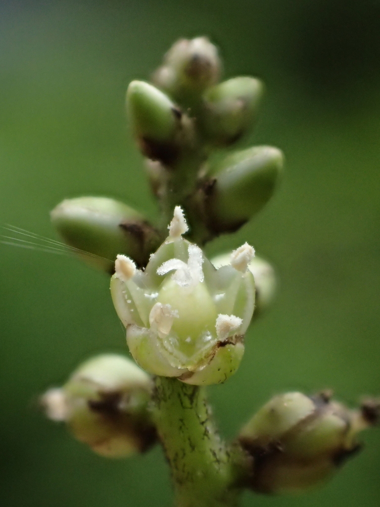 Deeringia polysperma (Deeringia polysperma)