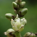Deeringia polysperma - Photo no rights reserved, uploaded by 葉子