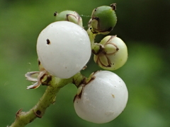 Deeringia polysperma