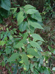 Deeringia polysperma